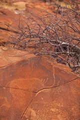 Rhino Petroglyph Site Peet Alberts Namibia
