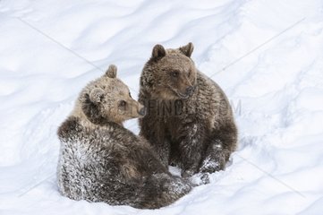 Brown bears in the snow