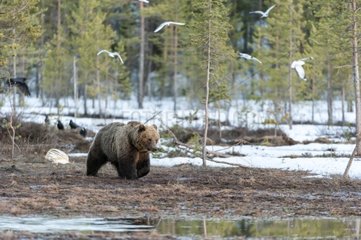 Brown bear in a forest in Finland