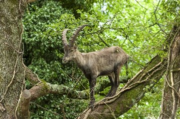 Alpine ibex on a tree branch Pyrenees France