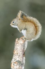 American Red Squirrel Quebec