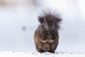 Eastern Fox Squirrel in the snow Quebec Canada