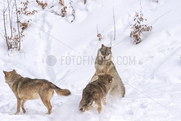 Gray wolves fighting in snow Europe