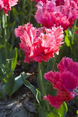 Tulipe perroquet 'Pink panther'