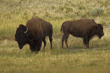Paare Bisons of America in großer Prärie Wyoming in den USA