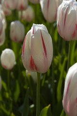 Tulipe simple tardive 'Camargue'