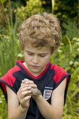 Boy holding and observing a Tokay gecko United-Kingdom