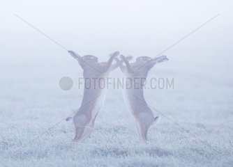 Brown hares boxing in the mist in winter - GB
