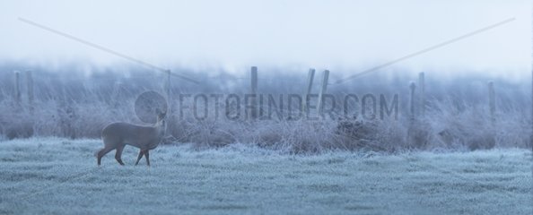 Chinese Water Deer in a frosty meadow in winter - GB