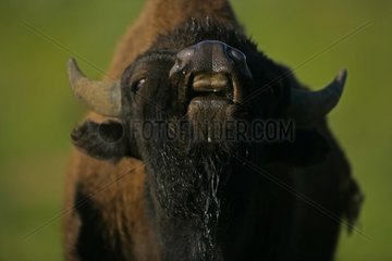 Bison Male in rut Wyoming USA