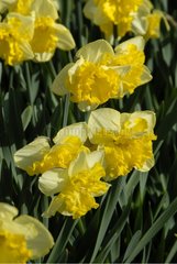 NARCISSUS 'FRILEUSE'