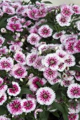 DIANTHUS IDEAL SELECT WHITE FIRE