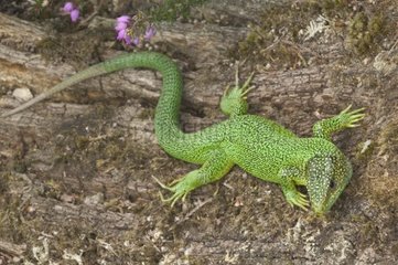 Green lizard on a tree trunk Europe