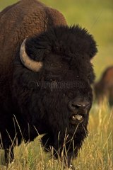 Bison Male in rut Wyoming the USA