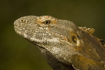 Portrait of a Spiny-Tailed Iguana Arizona USA