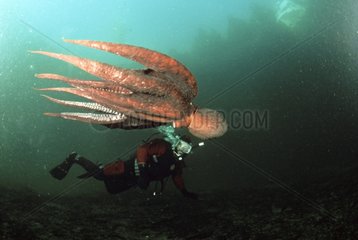 Geant octopus swimming near a diver Quadra Island