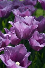 Tulipe simple tardive 'Violet beauty'
