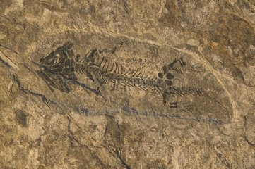 Fossile Amphibien tschechisch repuplisch
