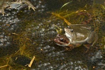 Couple of European frogs during the spawn England