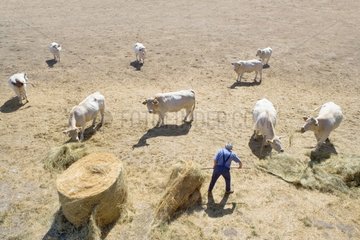 Man giving some hay to his herd during a drought