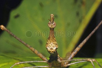 Portrait of False Stick insect in forest French Guiana