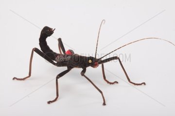 Peru Stick insect female on white background