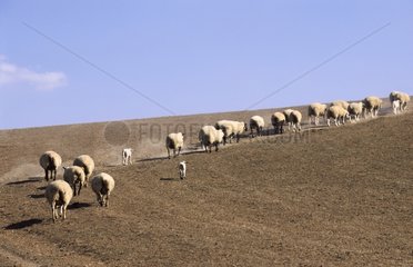 Est à laine Mérinos ewes in a meadow during drought