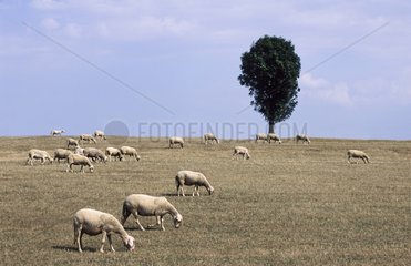 Sheep in a meadow during a drought