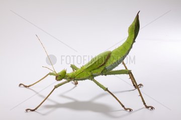 Green Tree Nymph Walkingstick female on white background