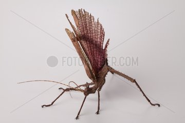 Green Tree Nymph Walkingstick male on white background