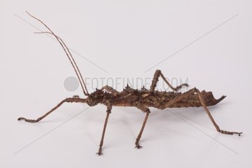 Giant Stick Insect female on white background