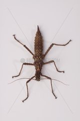Giant Stick Insect on white background