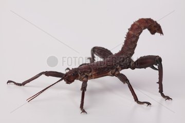 Giant Spiny Stick Insect male on white background