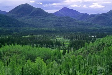 Taïga landscape in Alaska