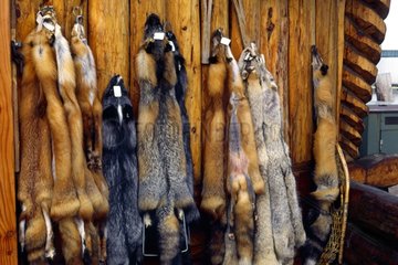Furs of artic fox sold in an touristic shop in Alaska