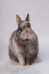 Dwarf Rabbit sitting on white background