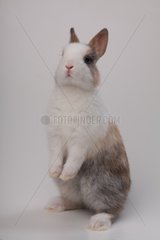 Dwarf Rabbit standing on white background