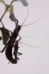 Peru Stick insect mating on white background