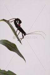 Peru Stick insect on a leaf on white background