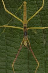 Young stick insect on a leaf