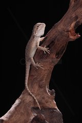 Bearded dragon on a branch on a black background
