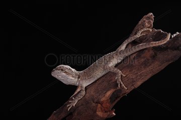 Bearded dragon on a branch on a black background