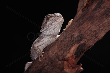 Portrait of Bearded dragon on a branch on a black background