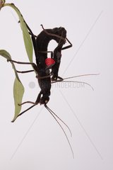 Peru Stick insect mating on white background