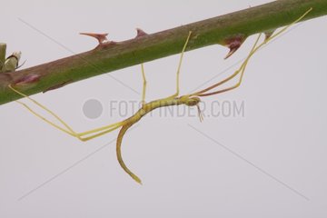 Young stick insect under a leaf