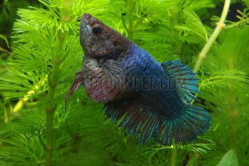 Fighting fish suffering from bacterial infection