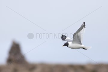 Sabine's Gull in flight Svalbard Low Island