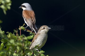 Couple Red-backed Shrike on a branch Vaud Switzerland