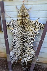 Skin Jaguar kills a poacher Belize Cockscomb
