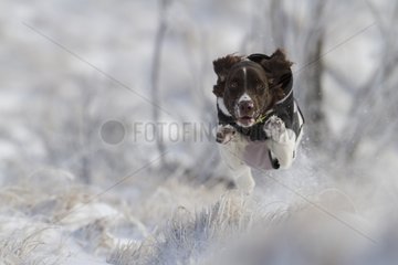 Muensterlaender small running in the snow Vosges France